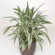 Dark grey leaves with a white stripe and dark green outer edge. Dracaena Jade Jewel Similar To Dracaena Warnekii How To Grow Care Tips At Https Www Houseplant411 Com Houseplant D Shade Plants Dracaena Plant Plants