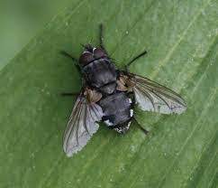 Maybe you would like to learn more about one of these? How To Get Rid Of Cluster Flies Fast 2021 Bugwiz