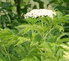 Image result for Sambucus canadensis