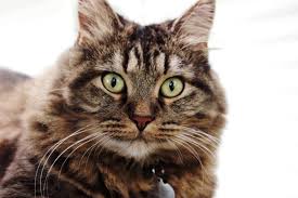 You have two basic options for this method. Minimizing Hairballs In Cats Aspca Pet Health Insurance