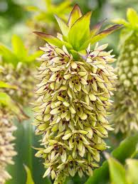 Image result for Eucomis