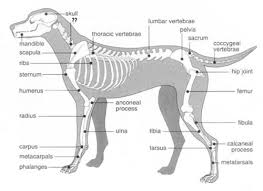 * notice that the kidneys are not labeled on this picture. Dog Skeletal Anatomy Flashcards Quizlet