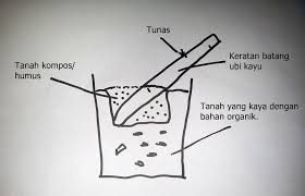 Cara tanam sayur ubi manis dalam tayar ubi keledek youtube. Tanam Ubi Keledek Dalam Pasu Ubi Jalar Komposisi Dan Sifat Berguna Ubi Keledek Keladi Faedah Dan Peraturan Menanam Sayur Ubi Jalar