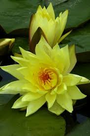 This is fiori acquatici by sara boscolo on vimeo, the home for high quality videos and the people who love them. Giardini Acquatici Ninfee Fiori