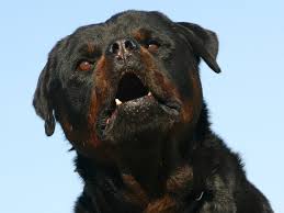 Rottweiler Kills Baby In France After Biting Its Head The Independent The Independent