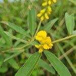 Image result for Eriosema psoraleoides