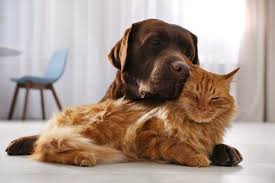This will usually go away within. Pet Vaccination Boosters In Arlington Tx Dr Mike S