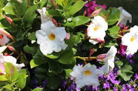 Image result for dipladenie amonea