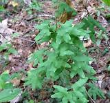 Image result for Lygodiaceae