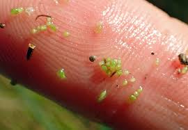 Image result for Wolffia globosa