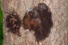 Image result for Stemonitis splendens