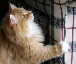 How to get cats to stop scratching furniture. Why Do Cats Scratch Furniture