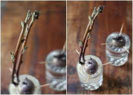 17 Apart Update Our Sweet Potatoes More Growing Purple Potatoes Purple Potatoes Growing Sweet Potatoes Planting Potatoes