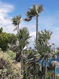 Image result for Coccothrinax