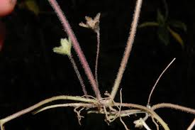 Image result for Centella glabrata