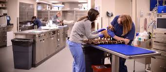 Pet emergency of martin county has been providing quality and affordable emergency care for the treasure coast area for more than 18 years. Penn Vet Ryan Veterinary Hospital