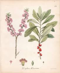 Image result for Daphne mezereum