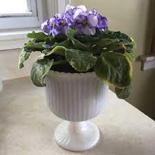 One way, and perhaps the most popular method, is to use a self watering pot. How To Diy Inexpensive Self Watering African Violet Planters