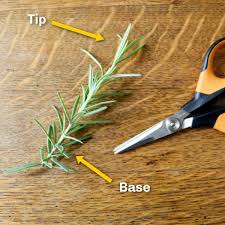 Image result for rosemary cuttings