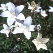 Image result for Wahlenbergia subaphylla