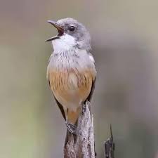 Birds Chirping In The Morning Meaning Bonito Para Despertar Animalitos Hermosos Birds Animals Beautiful Bird Gif Cute Birds Pretty Birds Pet Birds