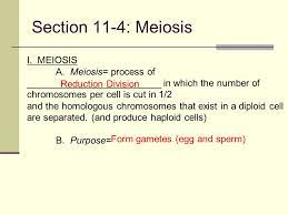 During which stage of meiosis do chromosomes form tetrads? Introduction To Genetics Mendel And Meiosis Ppt Video Online Download