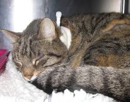 Some cats are easier to eat soft paste than drinking liquid or swallow the tablet. Feeding Tubes In Cats And Dogs Information Sheet