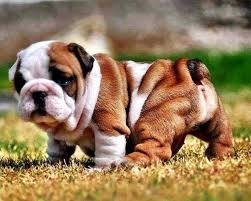 Fat doge is a doge that spent too much time at mcdoges. Pin On World Of Dogs
