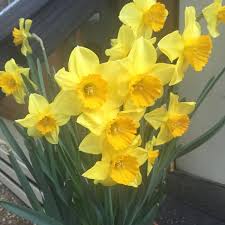 Check spelling or type a new query. The English Garden Florist Of Raleigh Raleigh Nc