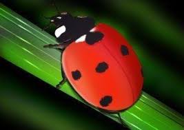 Black And White Ladybug Meaning Ladybug Symbolism Lucky Ladybird Meaning And Superstitions Ladybug Animal Symbolism Ladybug Meaning
