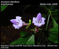 Image result for Asystasia vogeliana