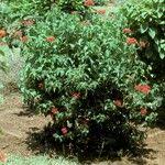 Image result for Rhodopentas