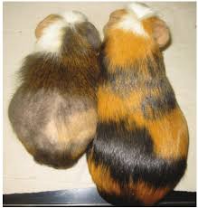 A guinea pig owner brings in their guinea pig who has a rough hair coat, hemorrhages in the joints and gums and loose teeth. Guinea Pig With Suspected Cushing S Disease Left Before Treatment Download Scientific Diagram