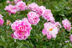 We did not find results for: Top 10 Cottage Garden Favourites The English Garden