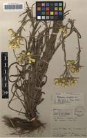 Image result for Helichrysum cephaloideum