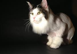 The Lion Cut 65 Includes Style And Shampoo