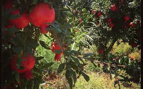 As desertnyi matures, an almost orange juice flavor is evident and it never loses its great firm texture with very soft has large, showy, orange red flowers and long blooming season with extended crops. The Poetic Goodness Of Pomegranates The Times Of Israel