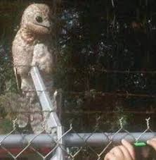Creepy Bird With Big Mouth A Great Potoo Bird Found In Venezuela They Are Rarely Spotted In Broad Daylight Seriously Strange Seriousstrange Twi Animals Weird Animals Rare Animals