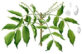 Image result for Burseraceae