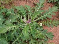 Image result for Equilabium laxiflorum