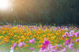Un campo di papaveri rossi è un richiamo all'occhio che è impossibile ignorare. Fiori Di Campo Ecco Quali Sono I Fiori Selvatici Da Conoscere
