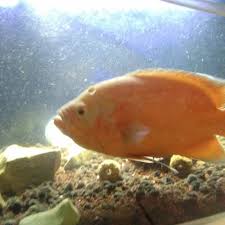 Ikan oskar terbesar dan harga ikan oscar termahal. Jual Ikan Oscar Lemon Jakarta Utara Happyshopping 28 Tokopedia