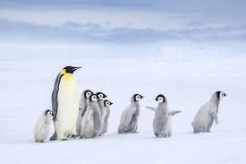 Image result for penguin