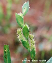 Image result for Zornia