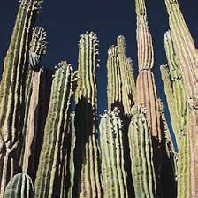 En psycodelice puedes encontrar todos los artículos y accesorios necesarios para un cultivo perfecto de cactus sagrados alucinógenos. Cacti Also Vary The Time Of Day Their Flowers Open Cardon Organ Pipe Download Scientific Diagram