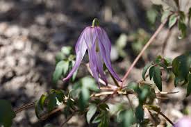 Image result for Clematis commutata