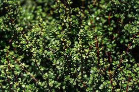 Image result for Afroqueta capensis