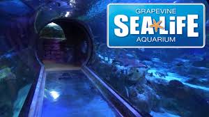 Reviews of grapevine campground 2 people have reviewed this location. Sea Life Grapevine Texas Aquarium Tour Review With The Legend Youtube
