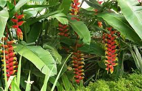 Kumpulan nama bunga lengkap beserta gambar dan deskripsinya. Jual Tanaman Pisang Bali Lobster Claws Bibitbunga Com