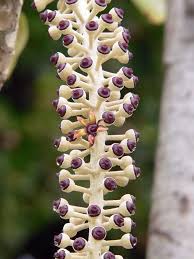 Image result for Polyscias kivuensis